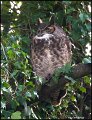 _1SB4427 great-horned owl